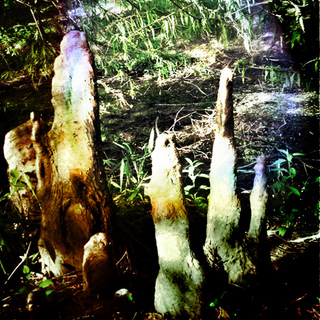 roots.jpg